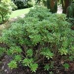 Rhododendron sanguineum Habitus