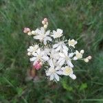 Filipendula vulgarisBlomst