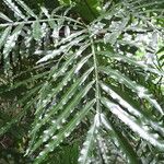 Filicium decipiens Leaf