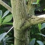 Cunonia capensis Corteza