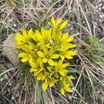 Gagea bohemica Flower