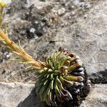 Saxifraga longifolia Leaf