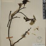 Acer campbellii Kita