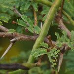 Vachellia tortuosa Fruit