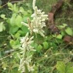 Ouret lanata Flower