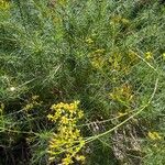 Senecio linifolius Flor