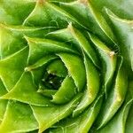 Sempervivum tectorum Leaf