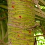 Pandanus tectorius Casca