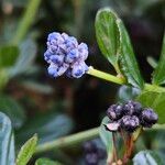 Ceanothus thyrsiflorus Blomst