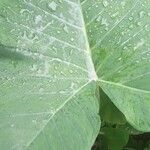 Xanthosoma taioba Hoja