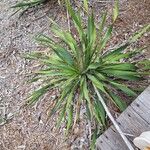 Yucca rupicola Blad