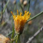 Bebbia juncea Bleunienn