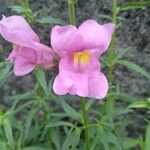 Antirrhinum australe 花