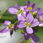 Arabidopsis cebennensis Flower