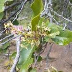 Apodytes clusiifolia 花