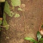 Lacmellea aculeata Lubje