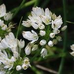 Allium subvillosum Floare
