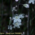 Omphalodes linifolia Квітка
