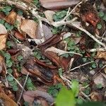 Acianthus tenuilabris Habit