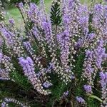 Calluna vulgarisFlower