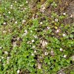 Linnaea borealis പുഷ്പം