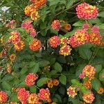 Lantana camaraFlor