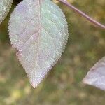 Prunus brigantinaपत्ता
