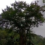 Pterocarpus indicus ശീലം