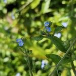 Myosotis laxa Flower