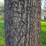 Diospyros virginiana Corteza