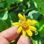 Sphagneticola trilobata Flors