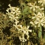 Silene caroliniana Flower