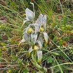 Chloraea magellanica Çiçek
