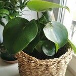 Peperomia polybotrya Levél