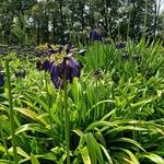 Agapanthus inapertus Flower