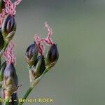 Juncus gerardi Frukt