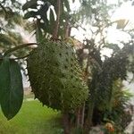 Annona muricata Fruit