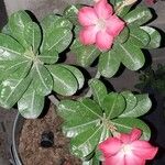 Adenium multiflorumFlower