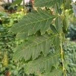 Koelreuteria paniculata Leaf