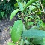 Ardisia elliptica Frucht