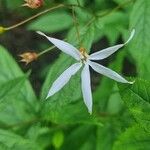 Gillenia trifoliata 花