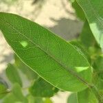 Asclepias syriaca ഇല