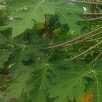 Carica papaya Leaf