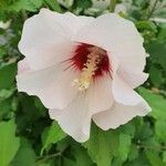 Hibiscus syriacus Fiore