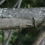 Dombeya acutangula Bark