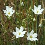 Triteleia hyacinthina Fleur