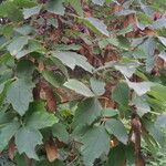 Acer griseum Blatt