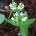 Valerianella dentata Çiçek