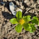 Hacquetia epipactis Blomma