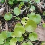 Dichondra carolinensis Feuille